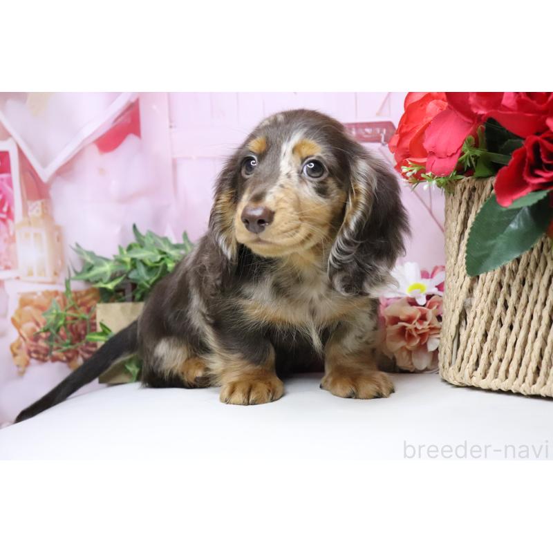 販売中の香川県のミニチュアダックスフンド(ロングヘアード)-420652の3枚目