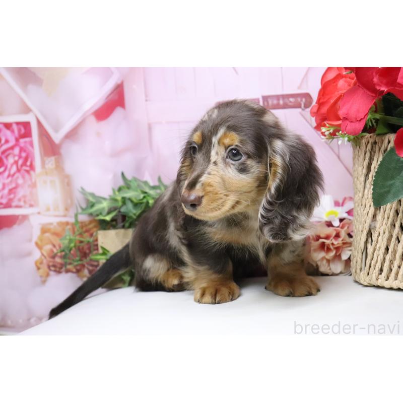 販売中の香川県のミニチュアダックスフンド(ロングヘアード)-420652の2枚目