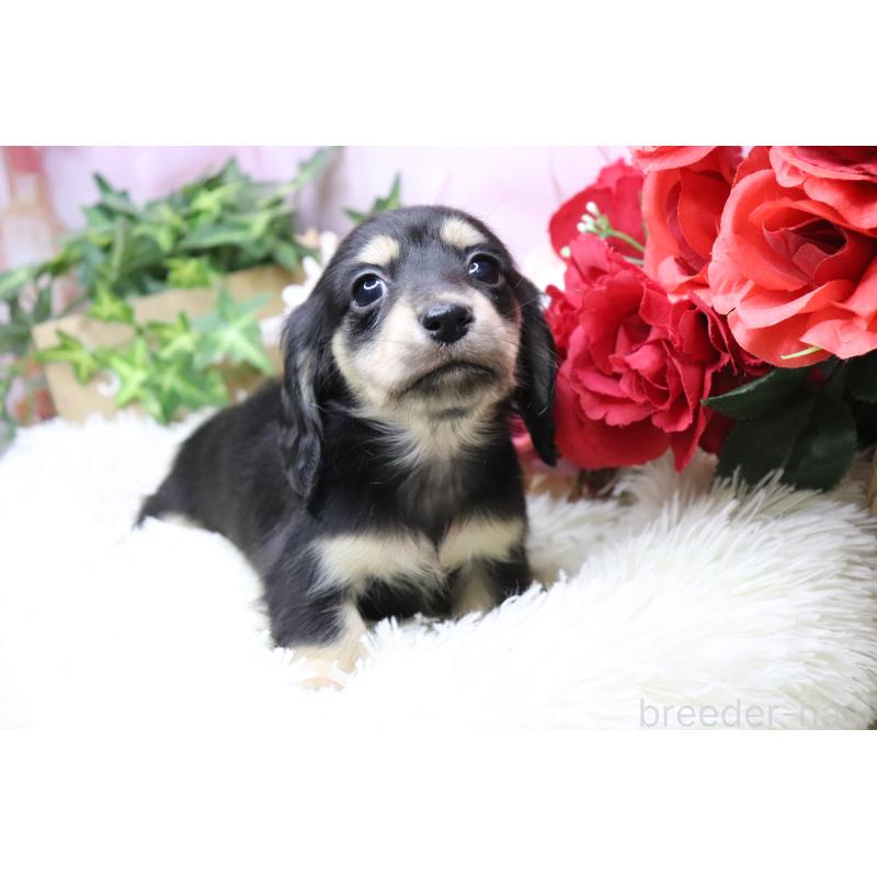 販売中の香川県のカニンヘンダックスフンド(ロングヘアード)-429141の12枚目