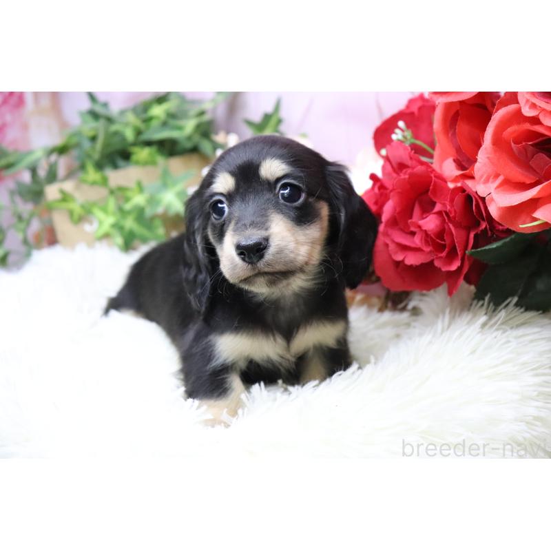 販売中の香川県のカニンヘンダックスフンド(ロングヘアード)-429141の11枚目