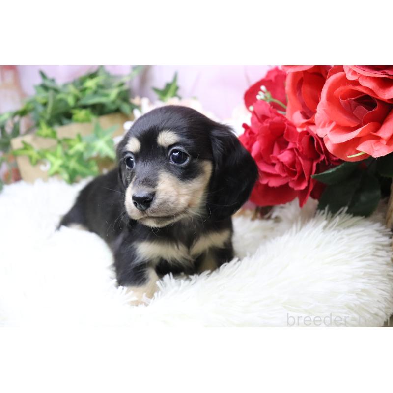 販売中の香川県のカニンヘンダックスフンド(ロングヘアード)-429141の10枚目