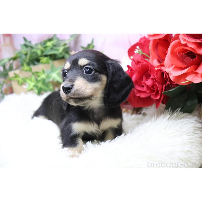 販売中の香川県のカニンヘンダックスフンド(ロングヘアード)-429141の9枚目