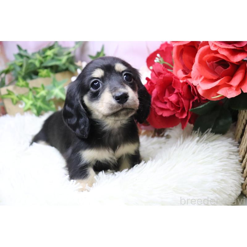 販売中の香川県のカニンヘンダックスフンド(ロングヘアード)-429141の8枚目