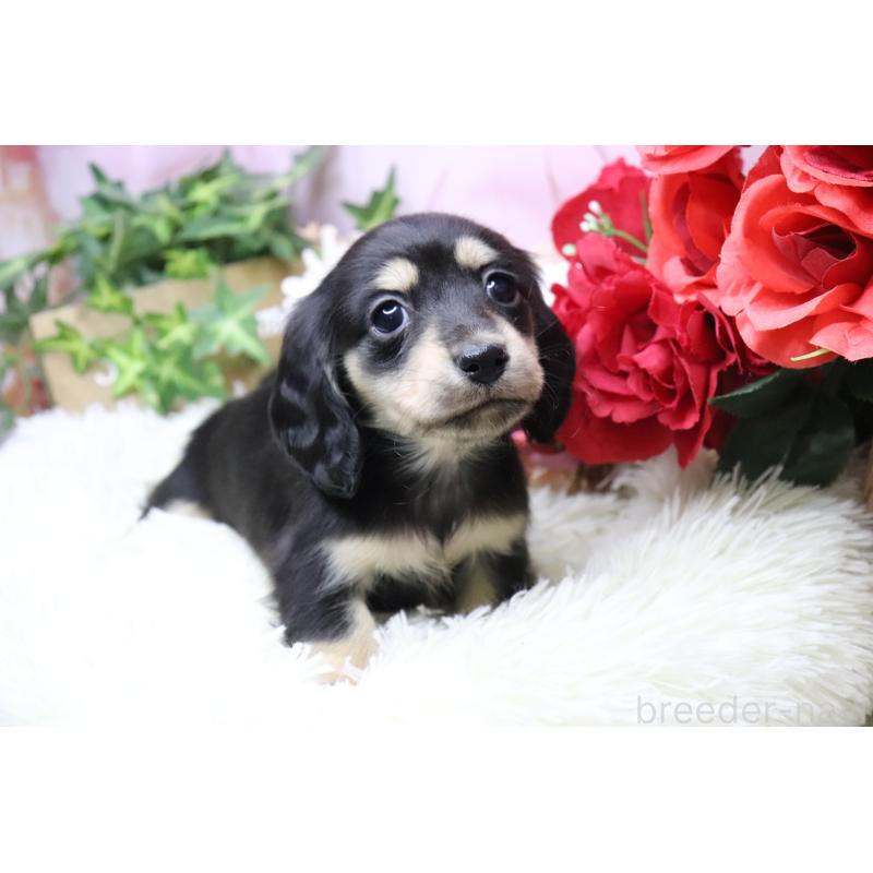 販売中の香川県のカニンヘンダックスフンド(ロングヘアード)-429141の7枚目