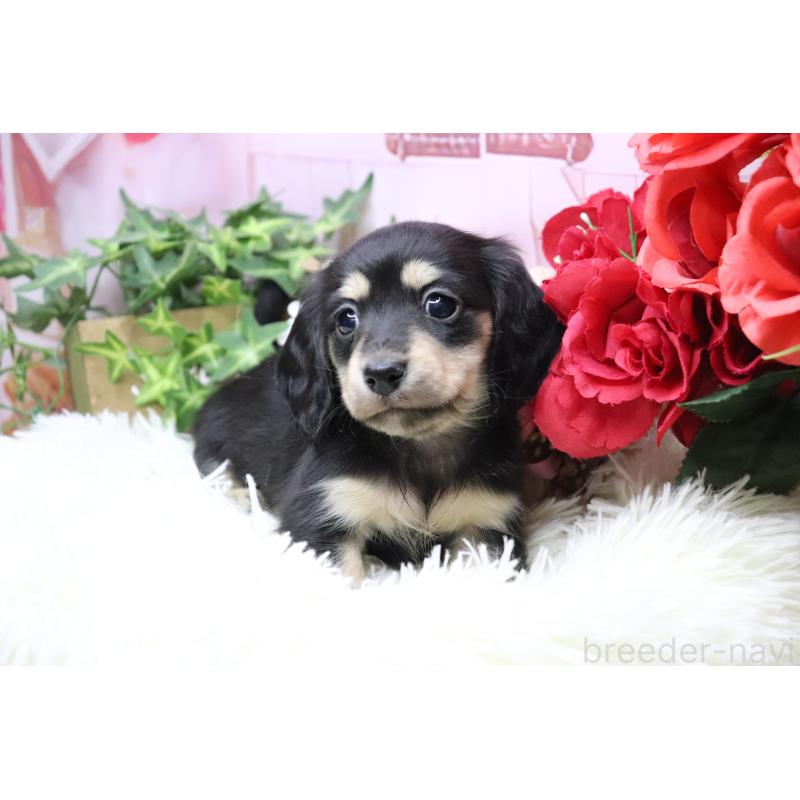 販売中の香川県のカニンヘンダックスフンド(ロングヘアード)-429141の6枚目