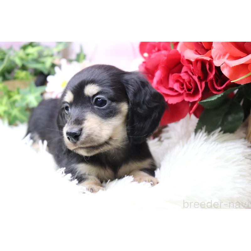 販売中の香川県のカニンヘンダックスフンド(ロングヘアード)-429141の5枚目