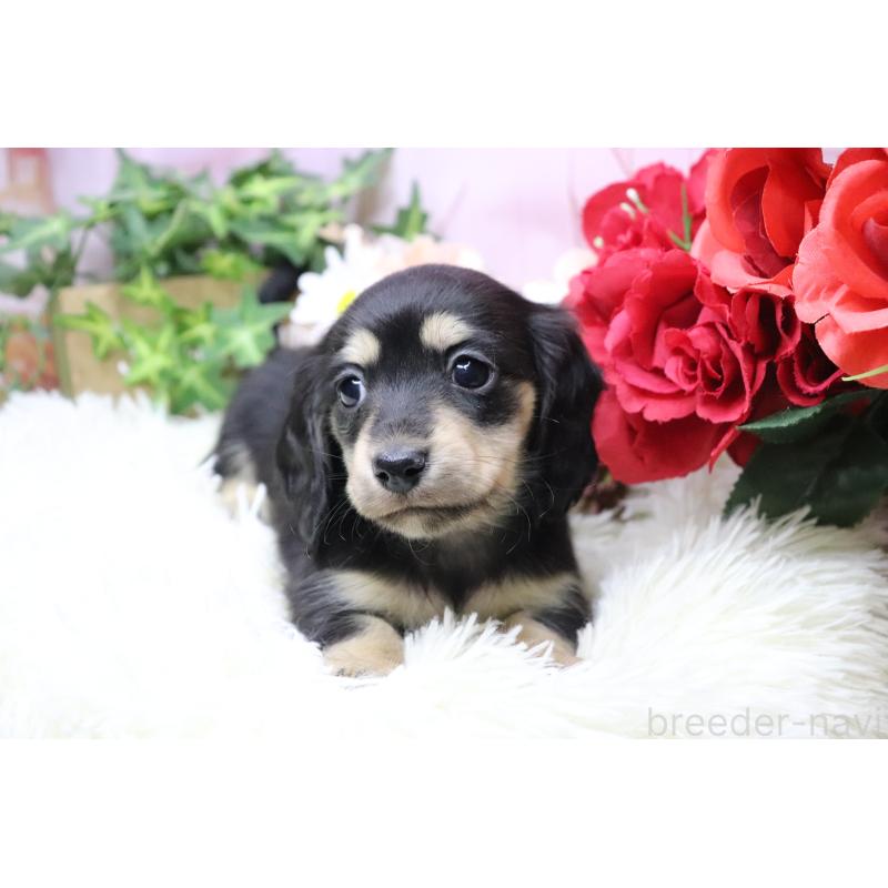 販売中の香川県のカニンヘンダックスフンド(ロングヘアード)-429141の4枚目