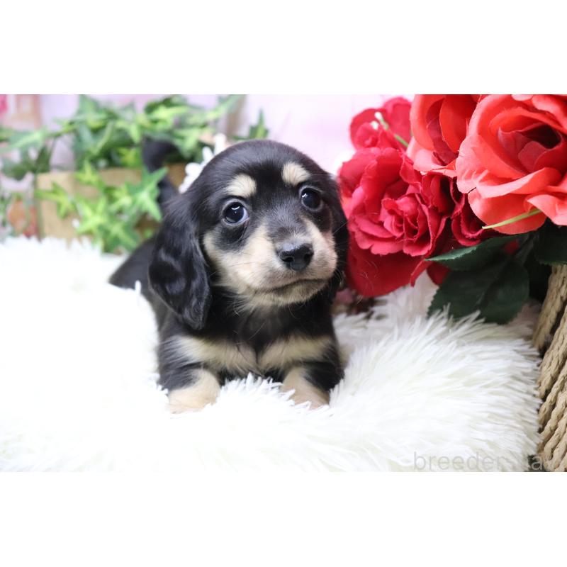 販売中の香川県のカニンヘンダックスフンド(ロングヘアード)-429141の3枚目