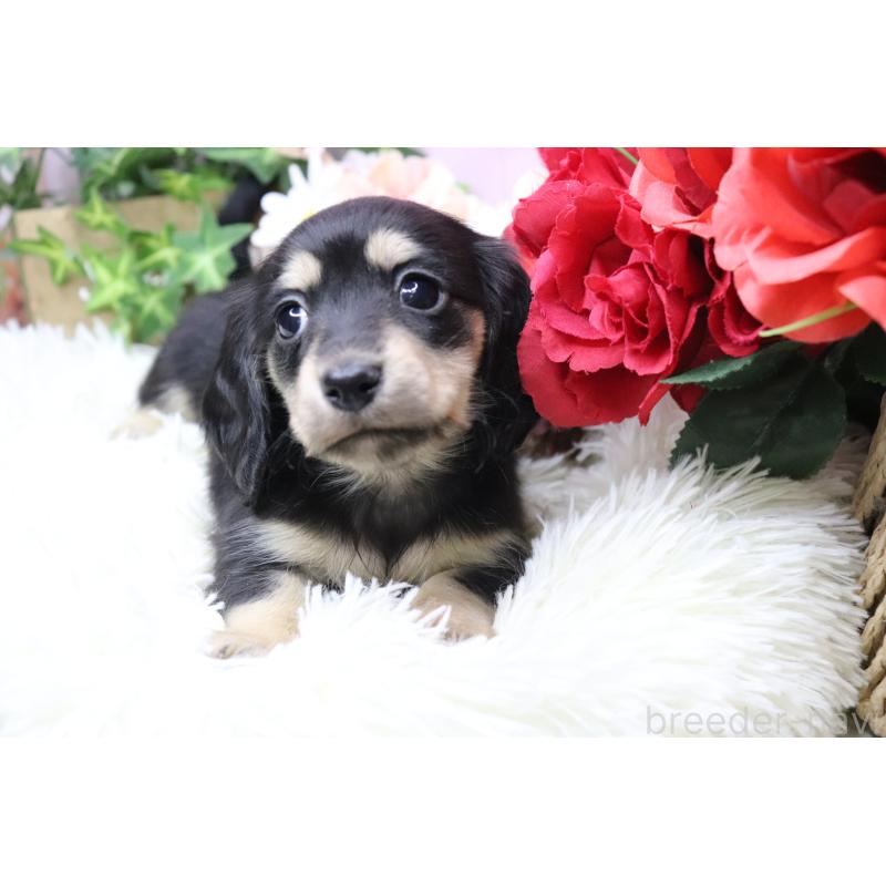 販売中の香川県のカニンヘンダックスフンド(ロングヘアード)-429141の2枚目