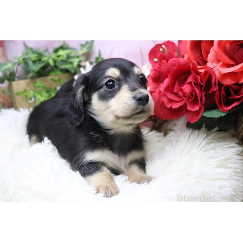 販売中の香川県のカニンヘンダックスフンド(ロングヘアード)-429140の10枚目