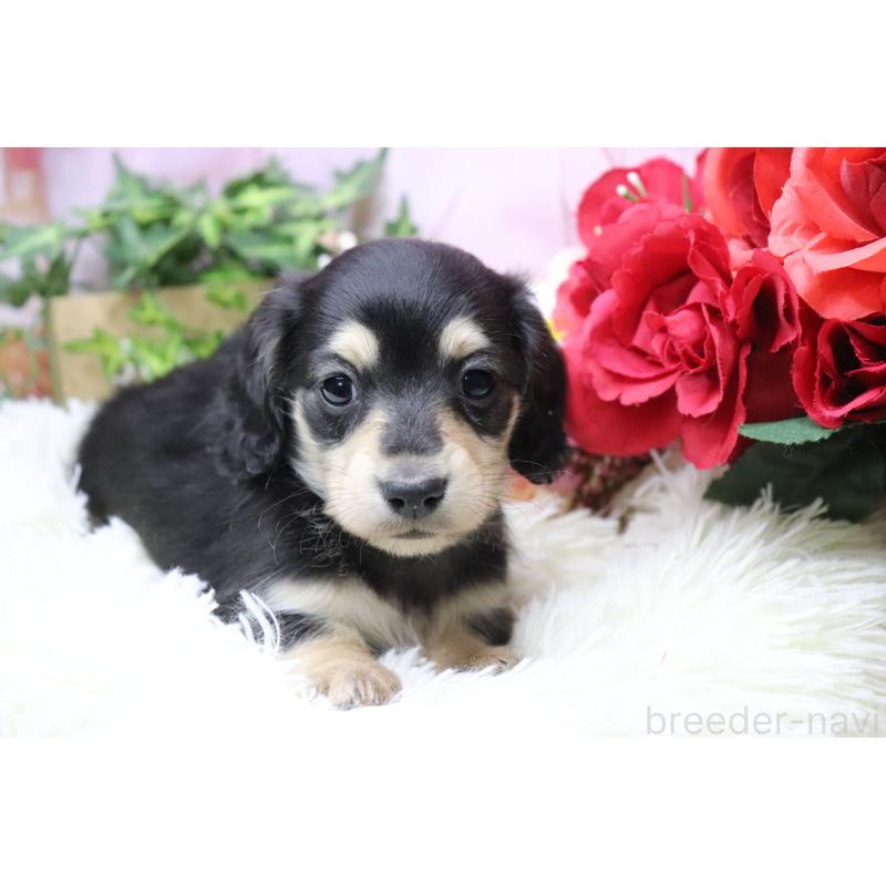 販売中の香川県のカニンヘンダックスフンド(ロングヘアード)-429140の9枚目