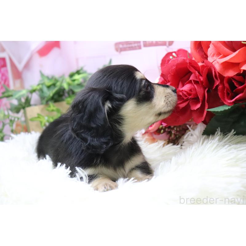 販売中の香川県のカニンヘンダックスフンド(ロングヘアード)-429140の8枚目