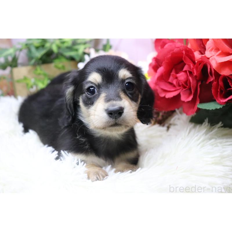 販売中の香川県のカニンヘンダックスフンド(ロングヘアード)-429140の7枚目