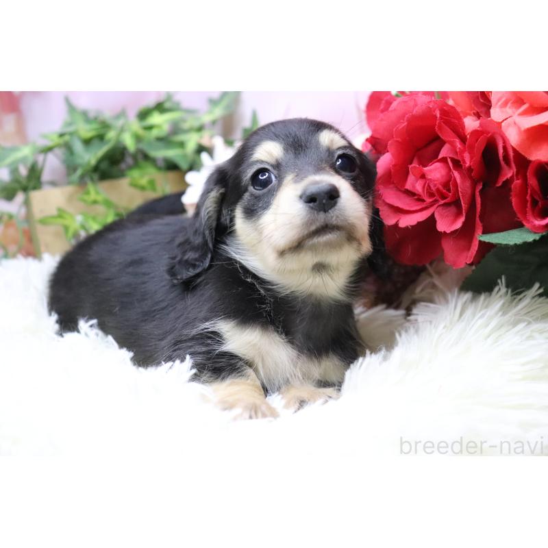 販売中の香川県のカニンヘンダックスフンド(ロングヘアード)-429140の6枚目