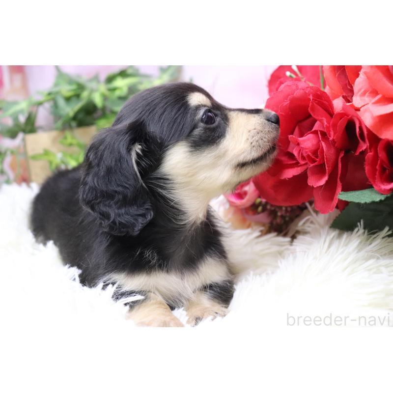 販売中の香川県のカニンヘンダックスフンド(ロングヘアード)-429140の5枚目