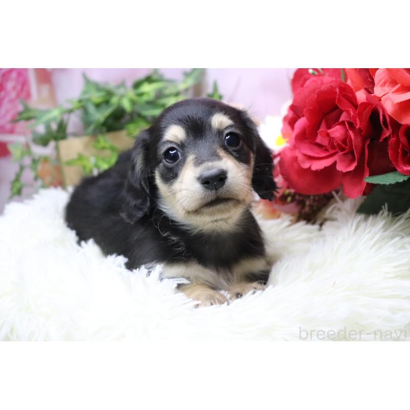 販売中の香川県のカニンヘンダックスフンド(ロングヘアード)-429140の4枚目