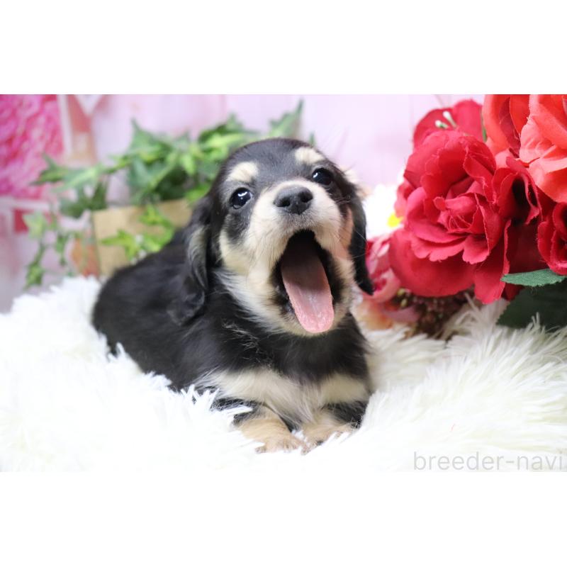 販売中の香川県のカニンヘンダックスフンド(ロングヘアード)-429140の3枚目