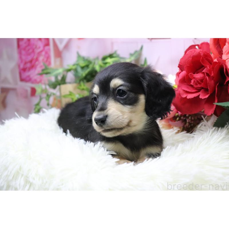 販売中の香川県のカニンヘンダックスフンド(ロングヘアード)-429140の2枚目