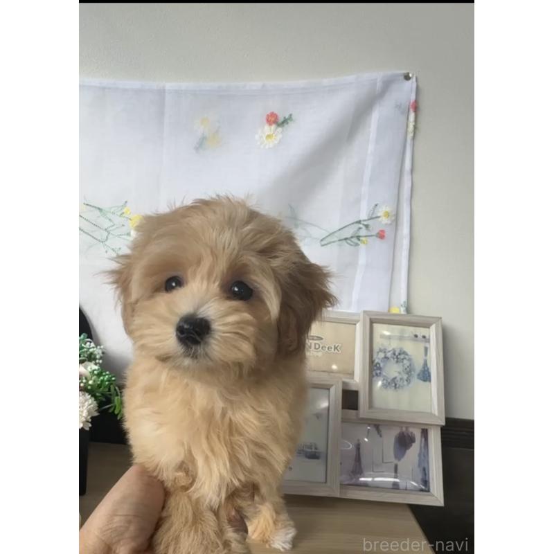 販売中の福岡県のマルプー:マルチーズ×トイプードル-425407の3枚目