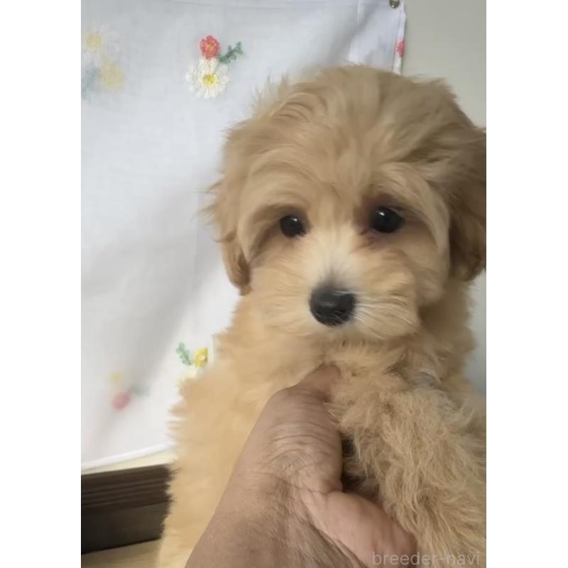 販売中の福岡県のマルプー:マルチーズ×トイプードル-425407の2枚目