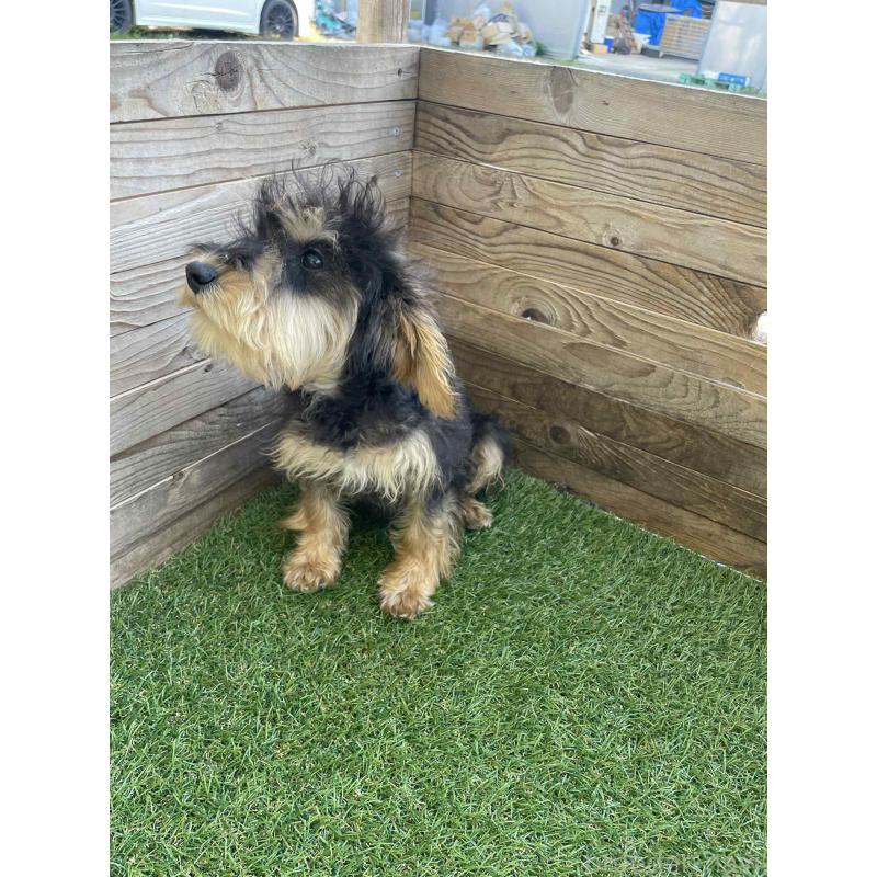 販売中の静岡県のミックス犬-429663の4枚目