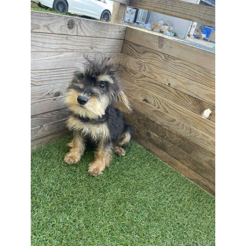 販売中の静岡県のミックス犬-429663の3枚目