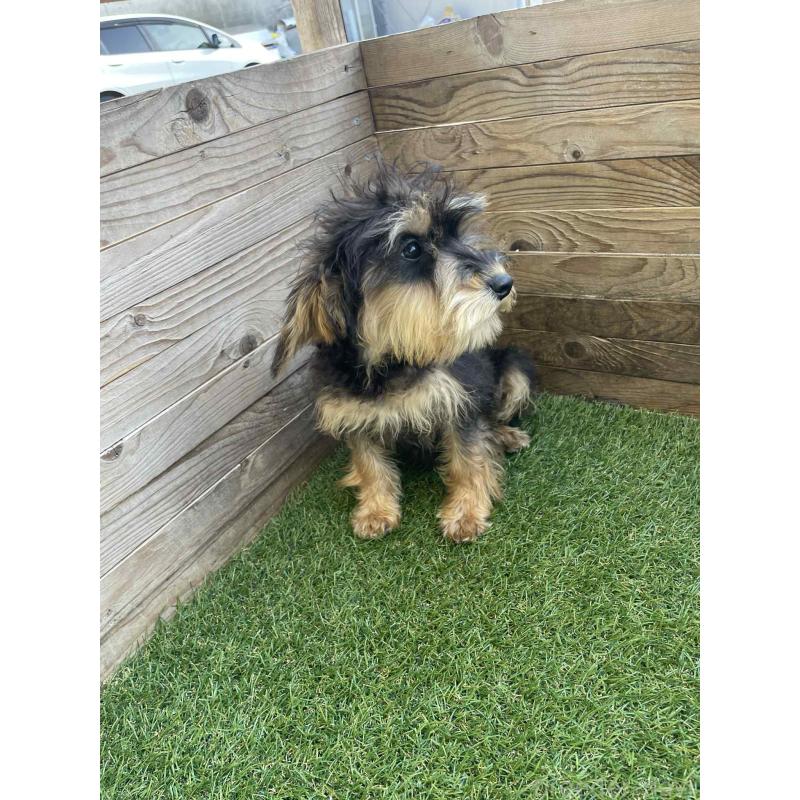 販売中の静岡県のミックス犬-429663の2枚目