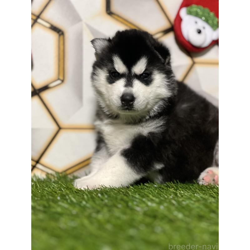 成約済の静岡県のシベリアンハスキー-428649の6枚目