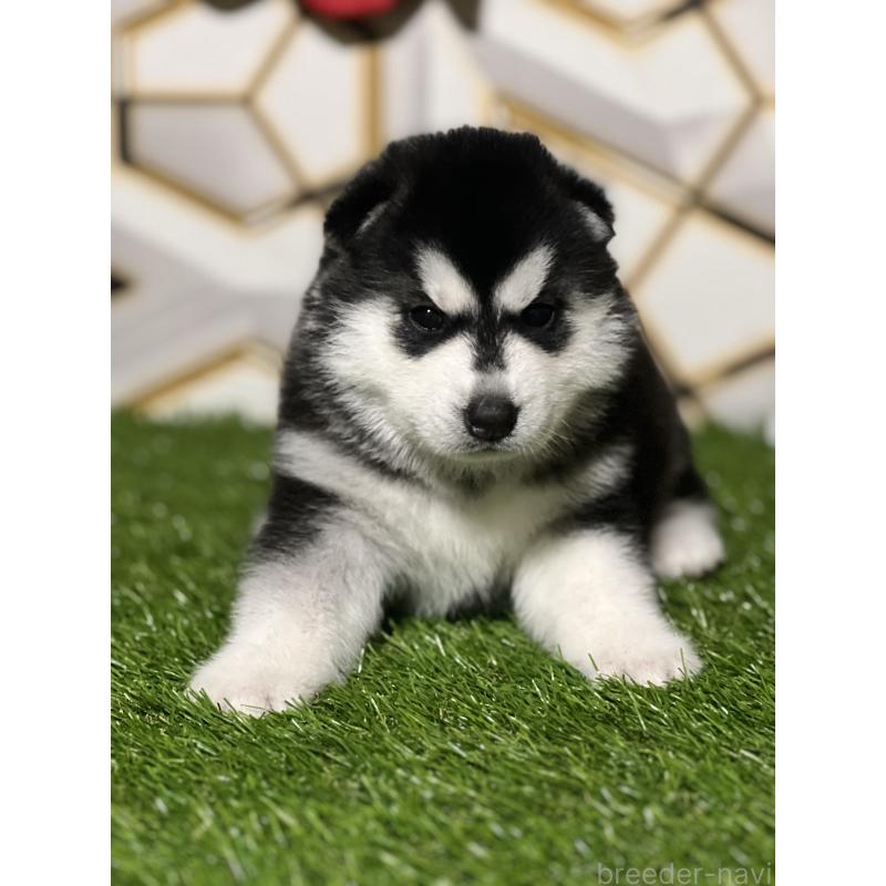 成約済の静岡県のシベリアンハスキー-428649の3枚目