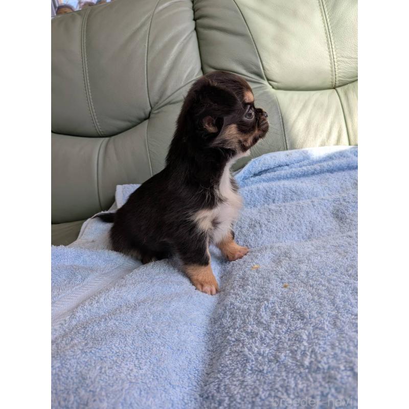 販売中の神奈川県のチワワ(ロングコート)-429664の7枚目