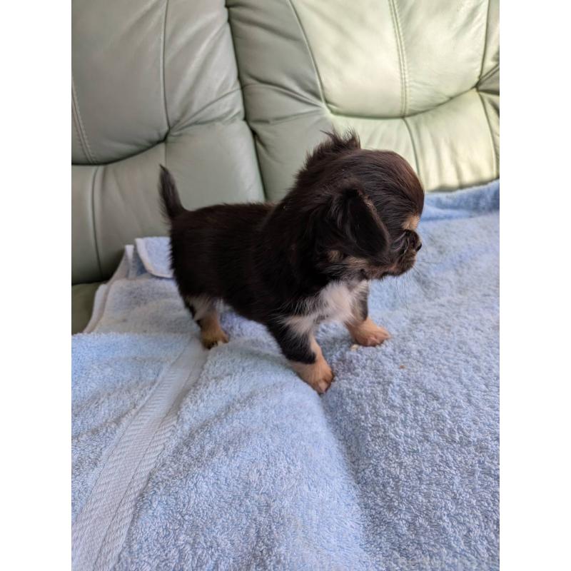 販売中の神奈川県のチワワ(ロングコート)-429664の4枚目