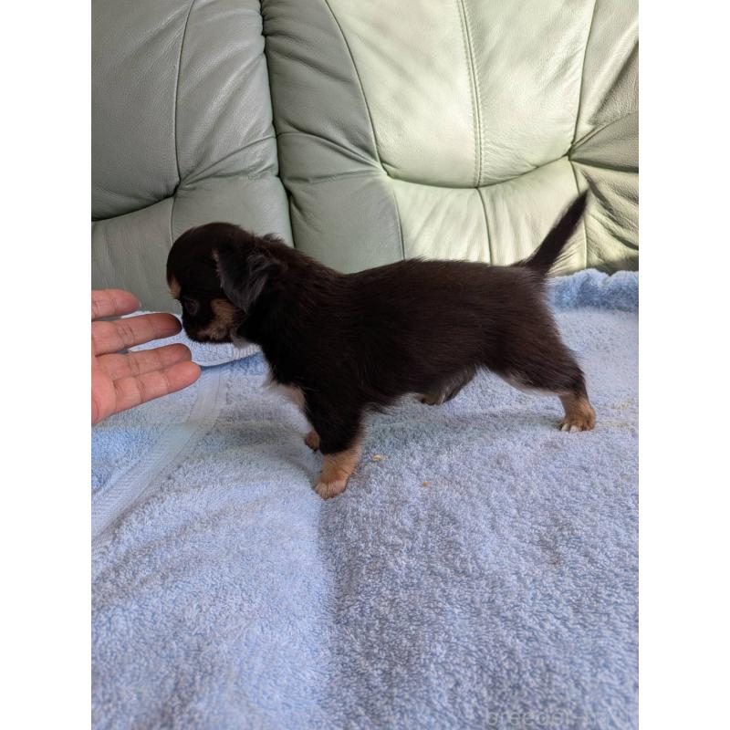 販売中の神奈川県のチワワ(ロングコート)-429664の3枚目