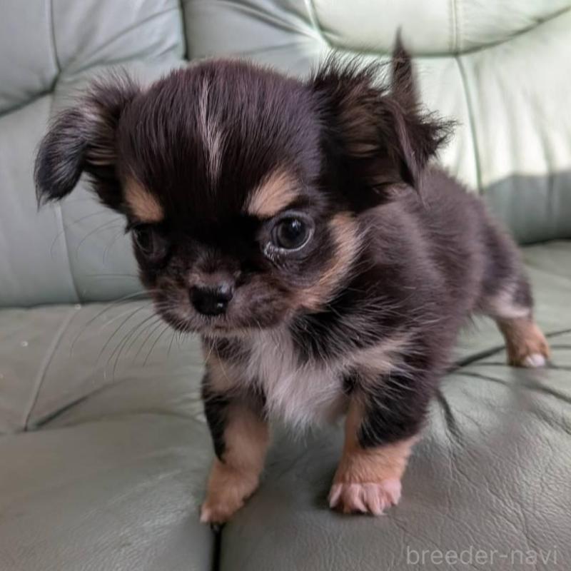 販売中の神奈川県のチワワ(ロングコート)-429664