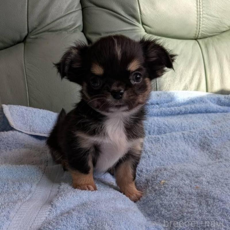 販売中の神奈川県のチワワ(ロングコート)-429664の2枚目