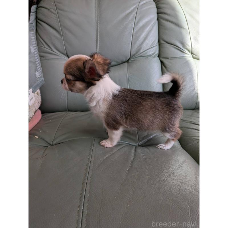 販売中の神奈川県のチワワ(ロングコート)-429665の8枚目