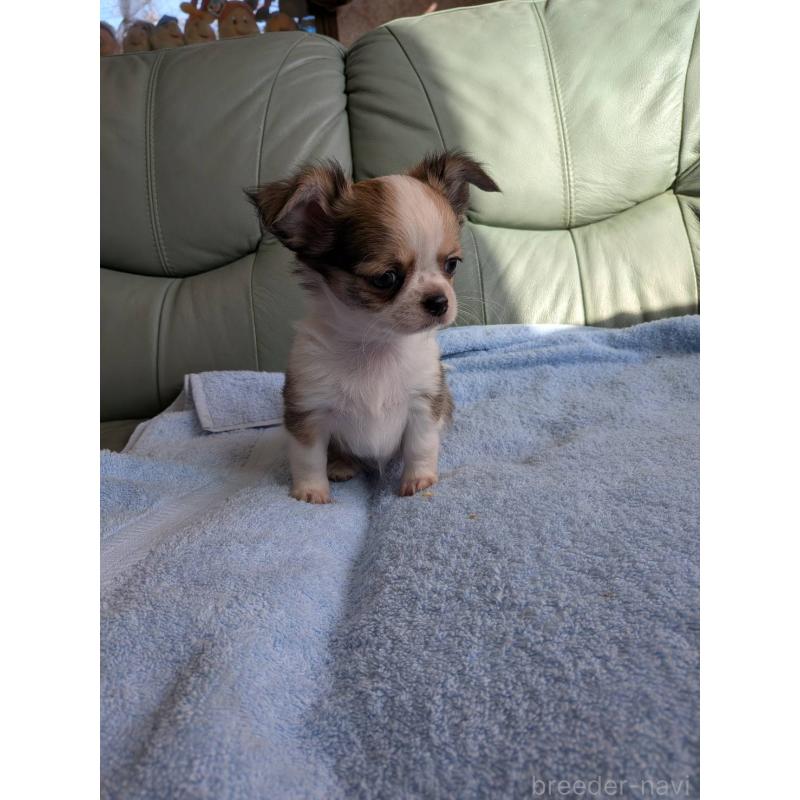 販売中の神奈川県のチワワ(ロングコート)-429665の7枚目