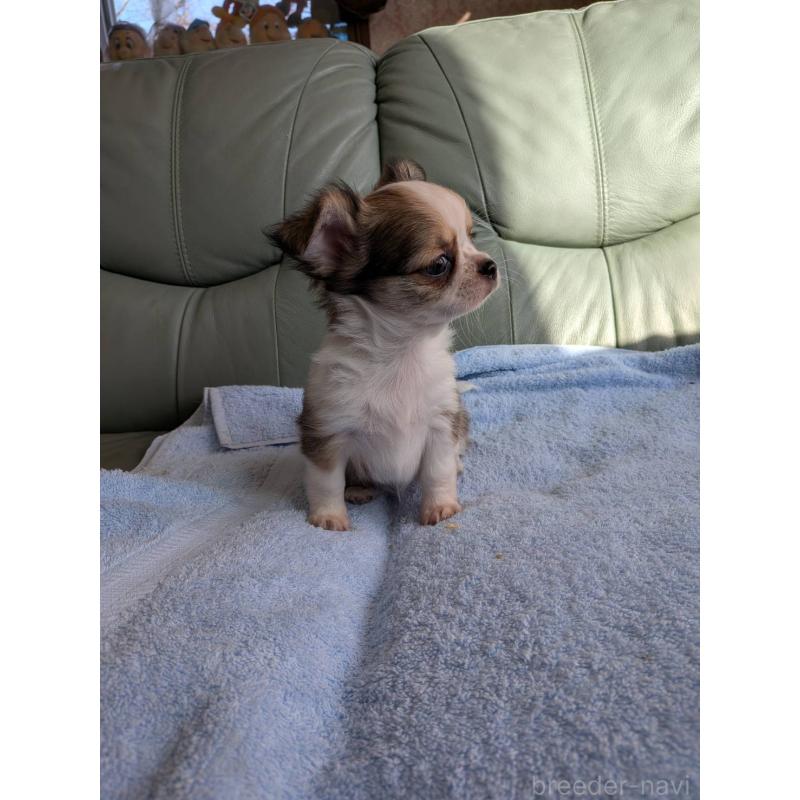 販売中の神奈川県のチワワ(ロングコート)-429665の6枚目