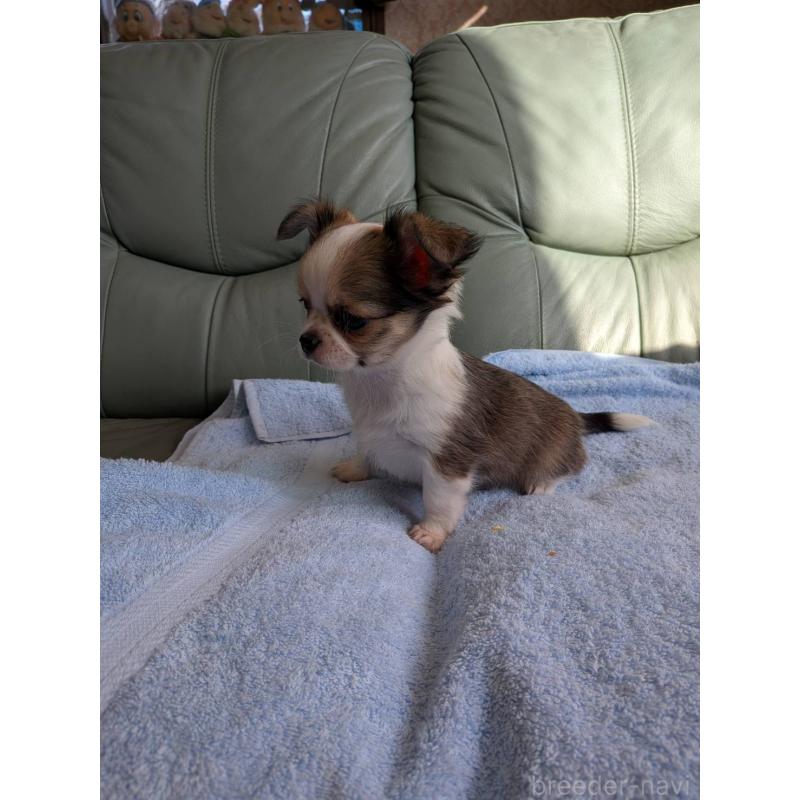 販売中の神奈川県のチワワ(ロングコート)-429665の5枚目