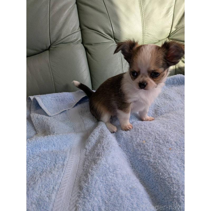 販売中の神奈川県のチワワ(ロングコート)-429665の4枚目