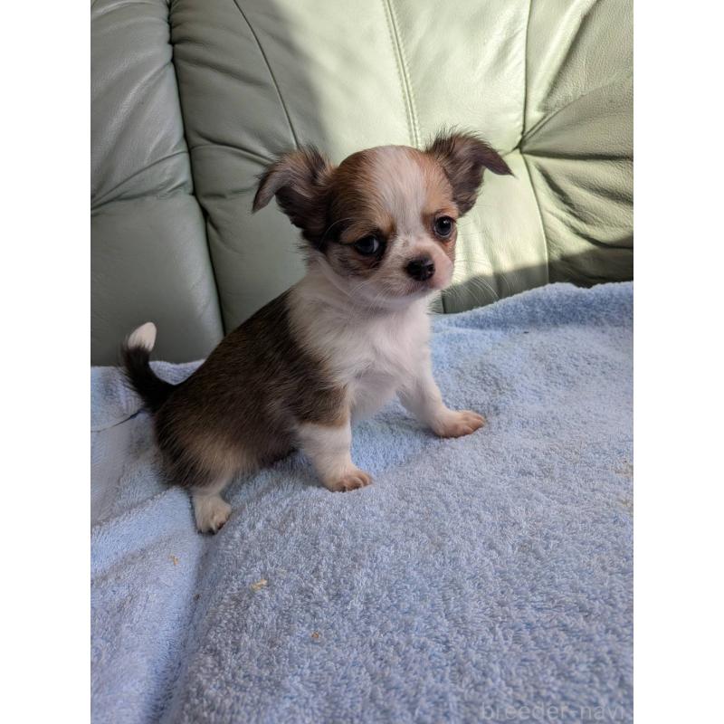 販売中の神奈川県のチワワ(ロングコート)-429665の3枚目