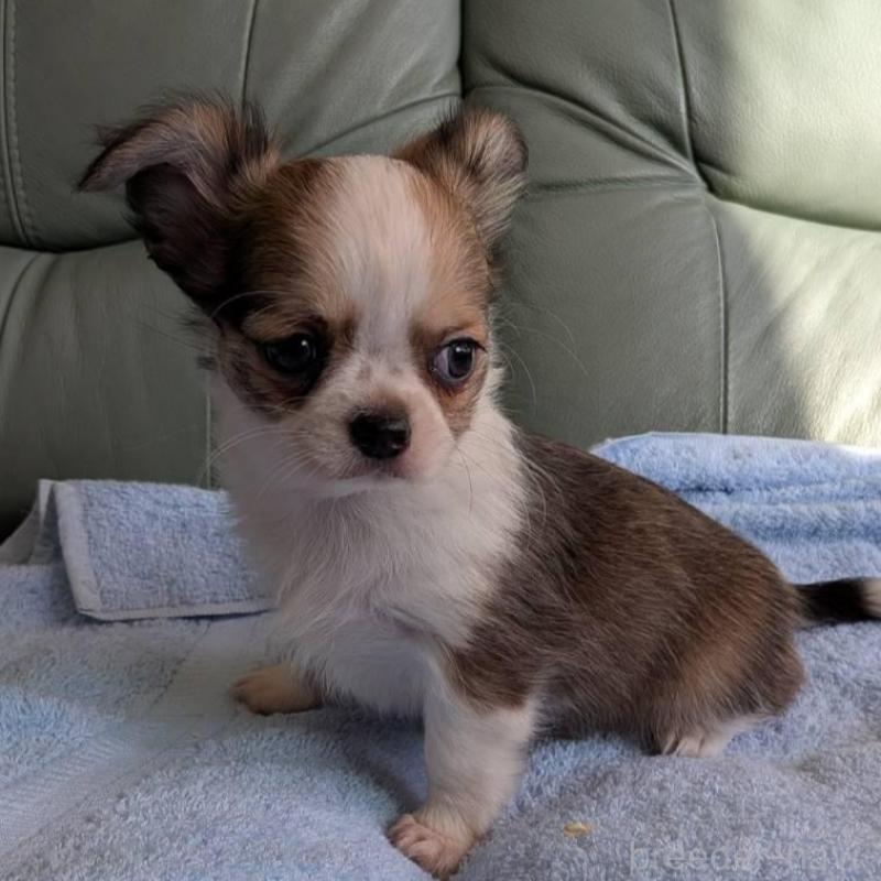 販売中の神奈川県のチワワ(ロングコート)-429665の2枚目