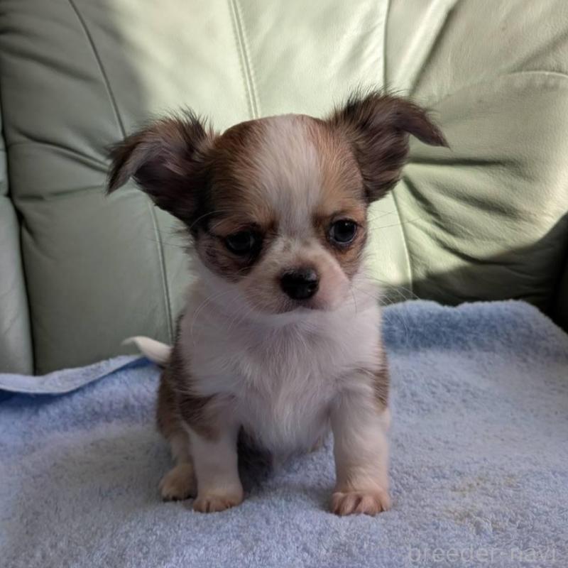 販売中の神奈川県のチワワ(ロングコート)-429665の1枚目