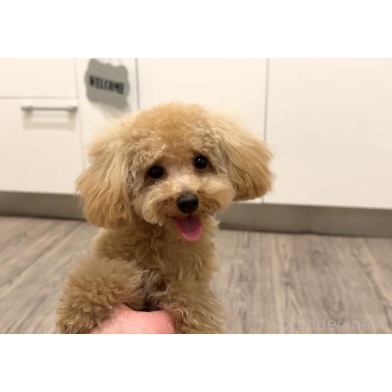 販売中の埼玉県のマルプー:マルチーズ×トイプードル-398565の4枚目