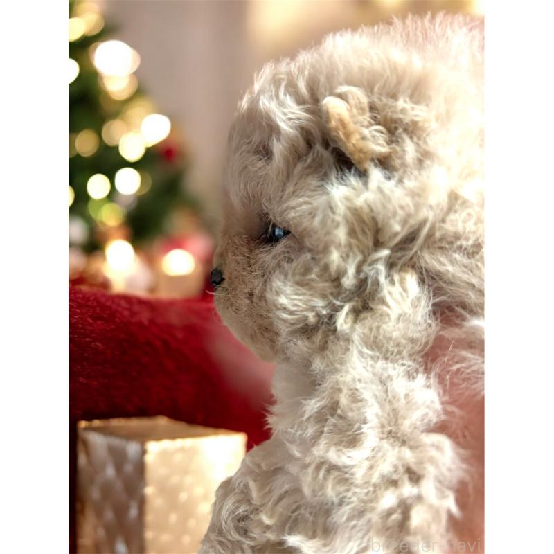 販売中の栃木県のポメプー:ポメラニアン×トイプードル-429714の3枚目