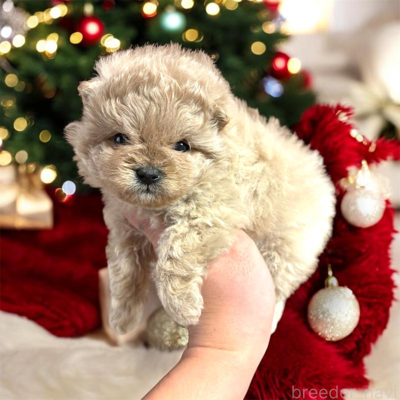 販売中の栃木県のポメプー:ポメラニアン×トイプードル-429714の2枚目