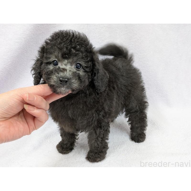 販売中の滋賀県のトイプードル-429666の9枚目