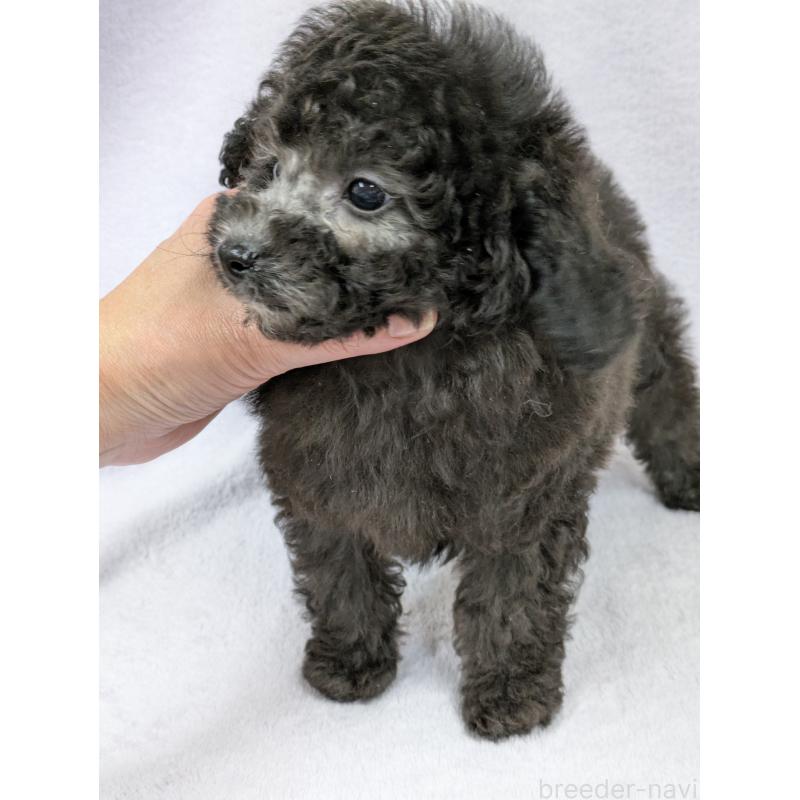 販売中の滋賀県のトイプードル-429666の8枚目