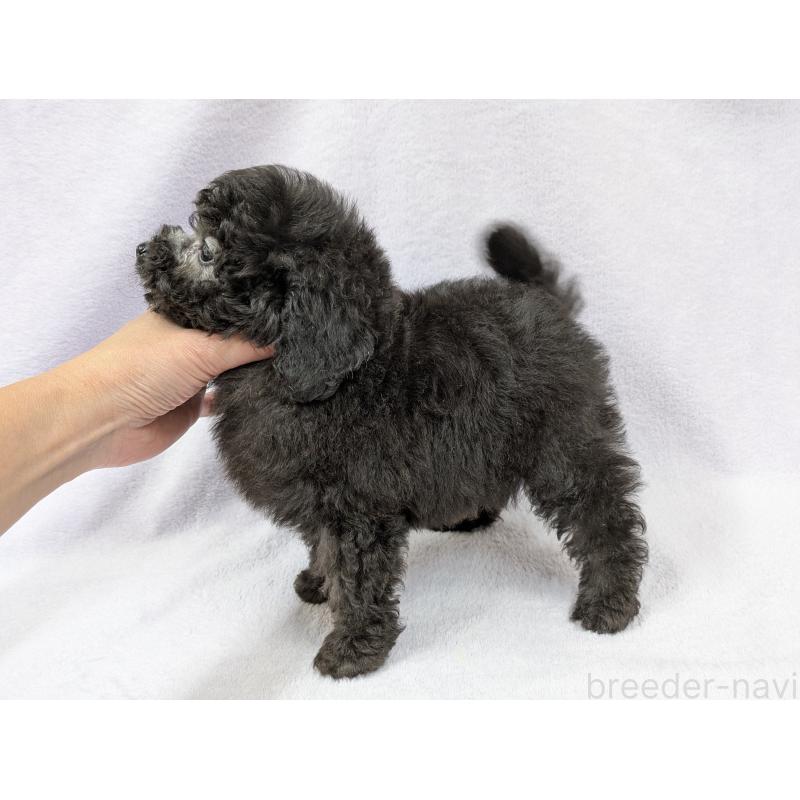 販売中の滋賀県のトイプードル-429666の7枚目