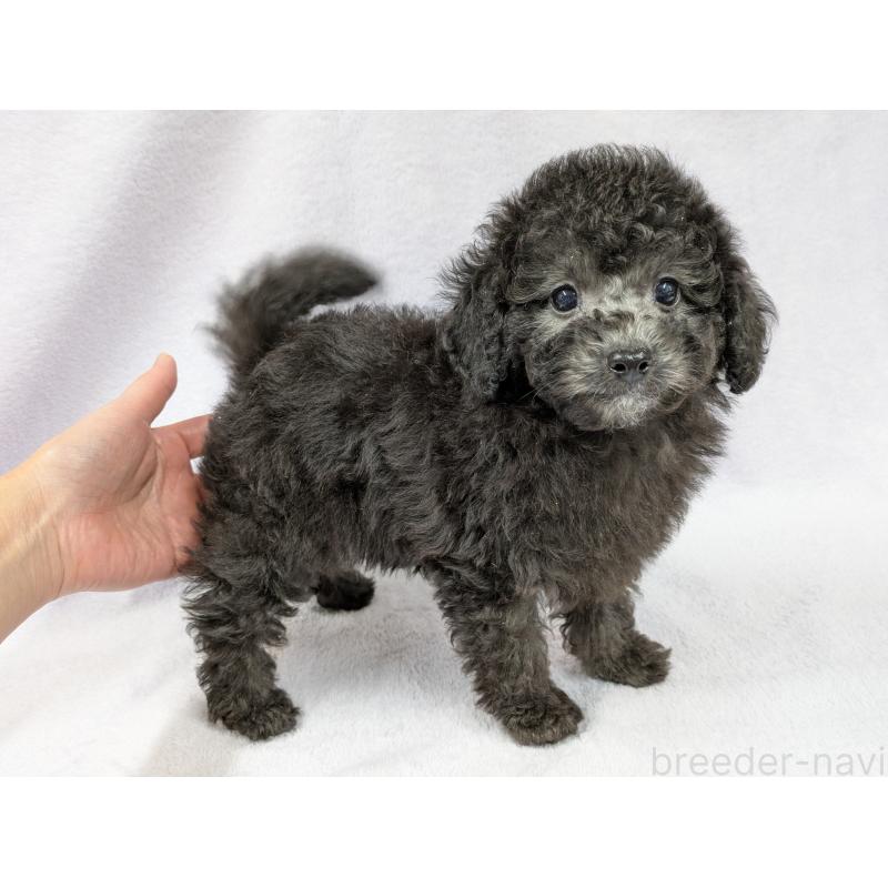 販売中の滋賀県のトイプードル-429666の6枚目