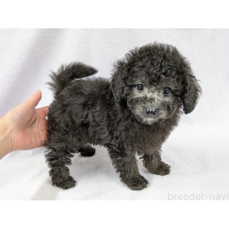 販売中の滋賀県のトイプードル-429666の5枚目